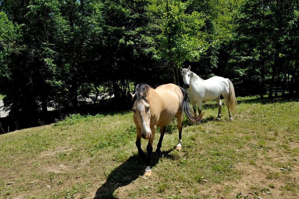 Tourist Farm Dujceva Domacija Villa Vremski Britof Dış mekan fotoğraf